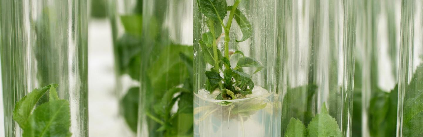 PhytoTech植物組培全線產(chǎn)品特惠來襲，買即贈送高品質(zhì)王牌產(chǎn)品！